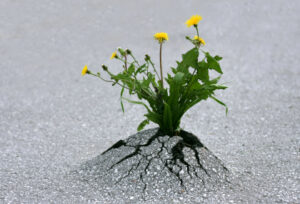 Resilience - Flowers growing through tarmac