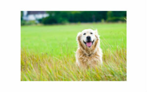 Labrador panting happily in green field