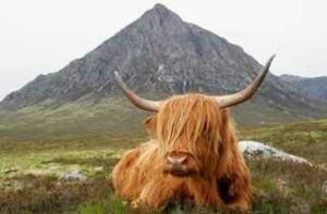 Highland cow lying down with a mountain behind