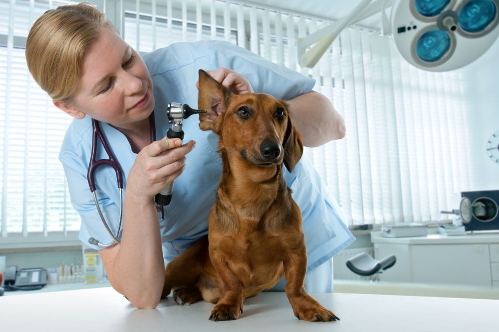 Mental health and resilience in the veterinary profession