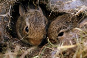 Two brown rabbits in a nest