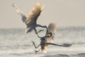 Birds fighting above the sea