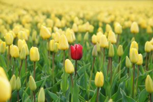 A field of yellow tulips, some open and some still closed, with one red tulip amongst them.