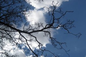 Photo taken from below of the bare branches of a tree against a cloudy blue sky