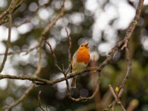 A robin sitting on branch of a tree singing during the daytime