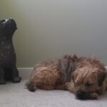 A border terrier sleeping on a fawn carpet beside a life size sculpture of a border terrier sitting