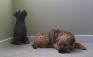 A border terrier sleeping on a fawn carpet beside a life size sculpture of a border terrier sitting