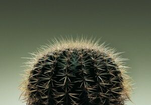 Side shot of Cactus