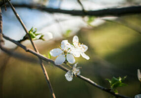 Close up of a tree branch with a small amount of white spring blossom
