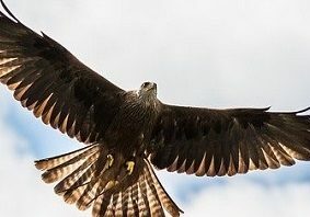A hovering red kite - How would learning mindful techniques benefit my performance at work?